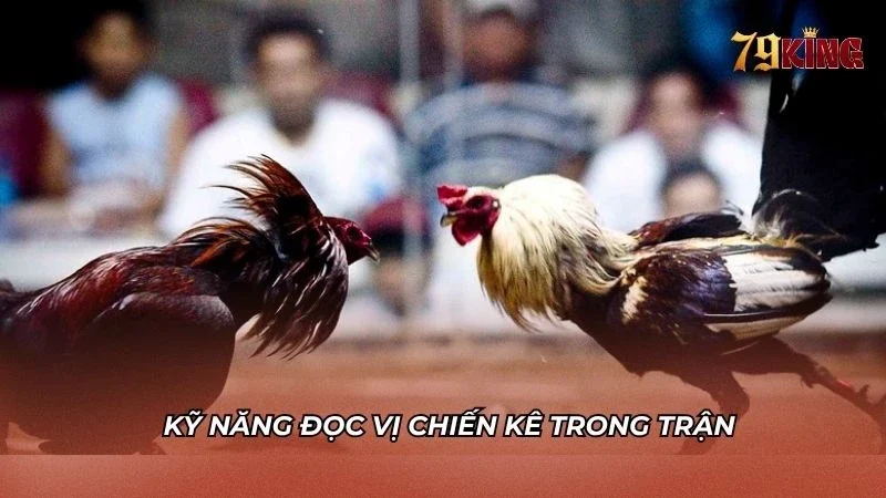 Kỹ năng đọc vị chiến kê có ảnh hướng tới thắng hay thua